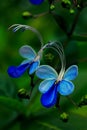 Rotheca myricoides `Ugandense` Blue Butterfly Bush Blue Glory Bower